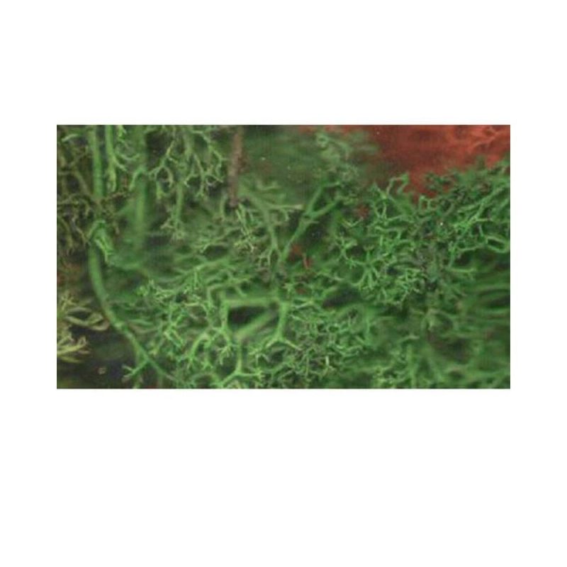 Javis Summer Mix Lichen JSMLS