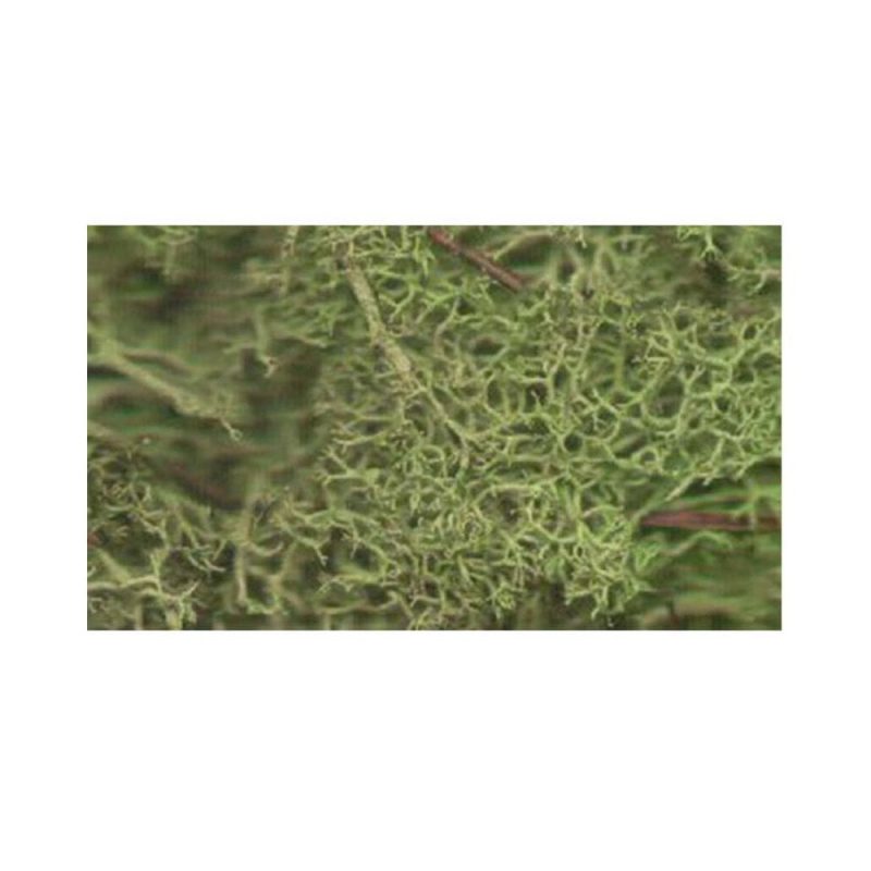 Javis Light Green Lichen JLGLS