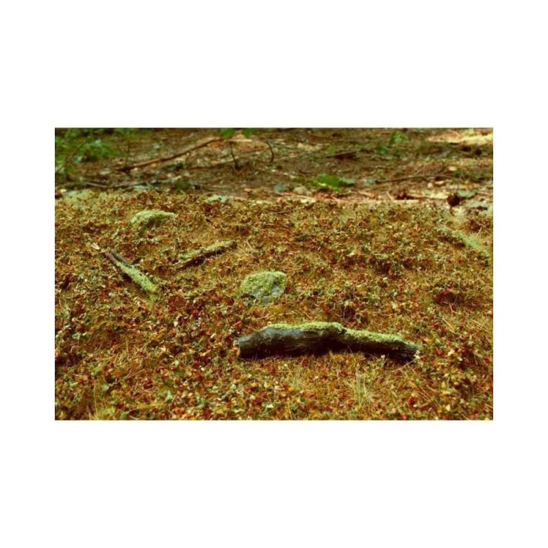 Forest Base 13x17cm Late Summer Model Scene F603-S