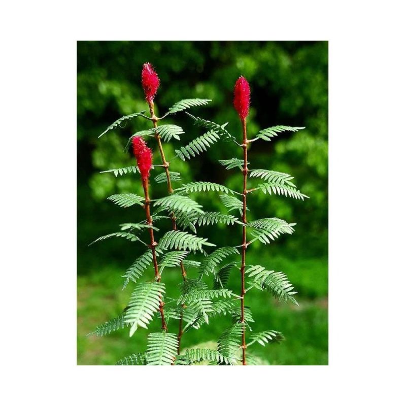 Sumac 1:35 (1pc) Model Scene VG3-018