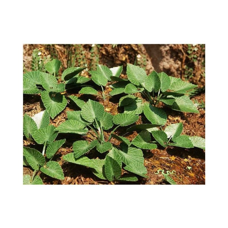 Jungle Set 3 (1pc) Model Scene VG3-033