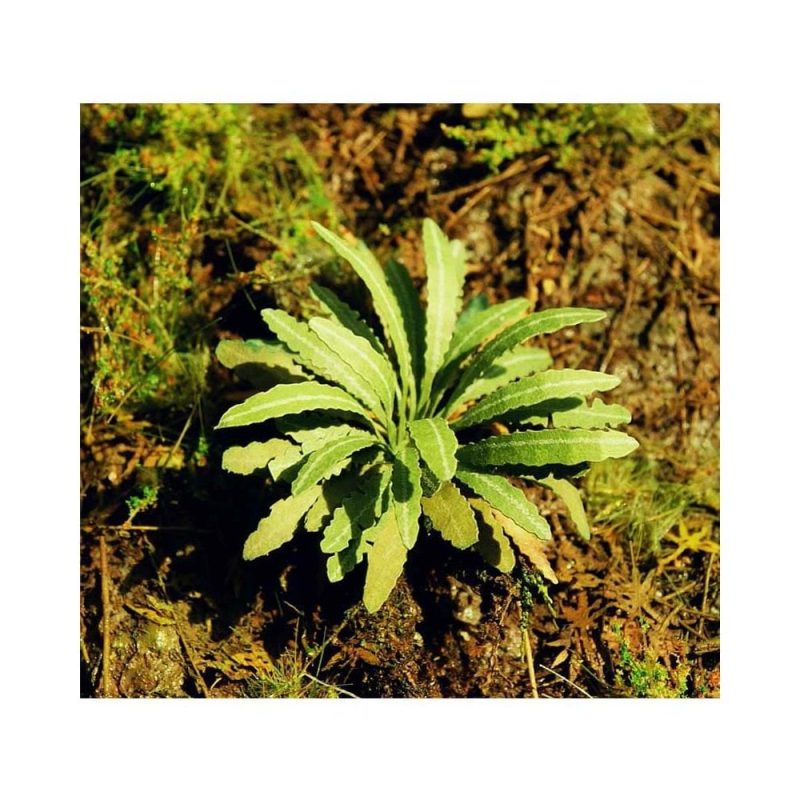 Asian Fern 1:35 / 1:48 (1pc) Model Scene VG3-035