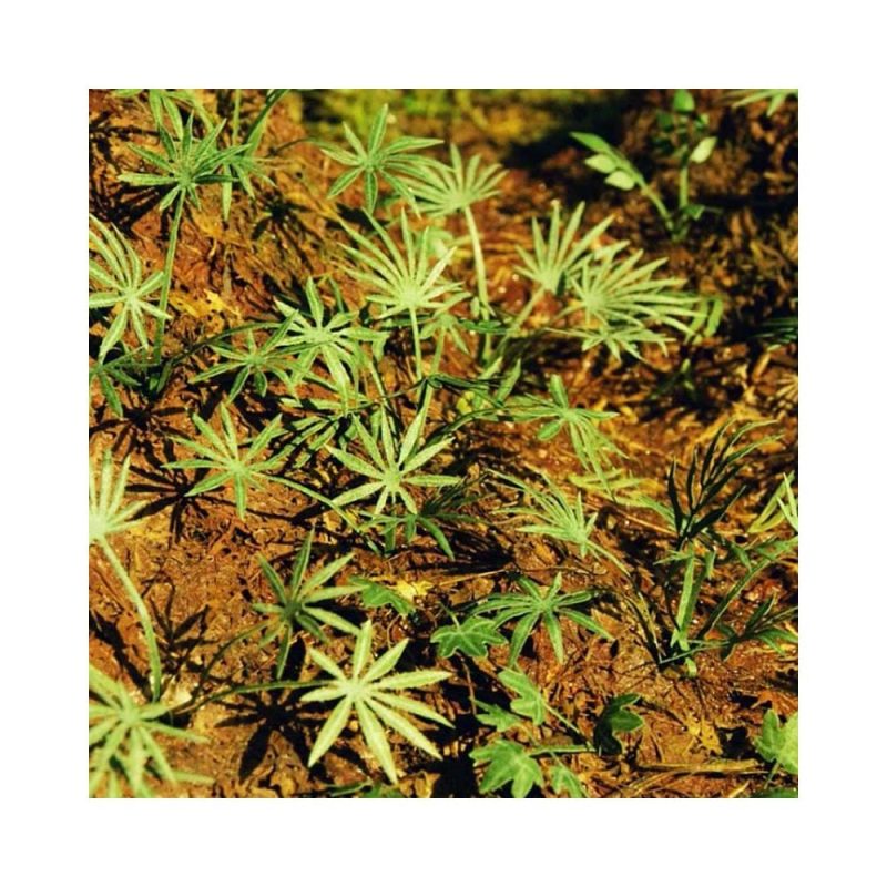 Ground Asian Palm 1:35 / 1:48 (1pc) Model Scene VG3-036