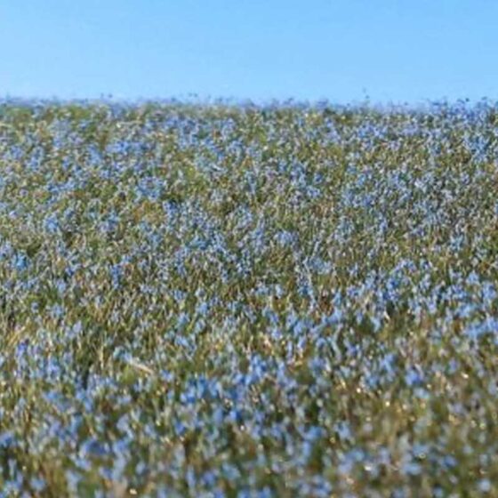 Blooming Flax Field F470 Model Scene