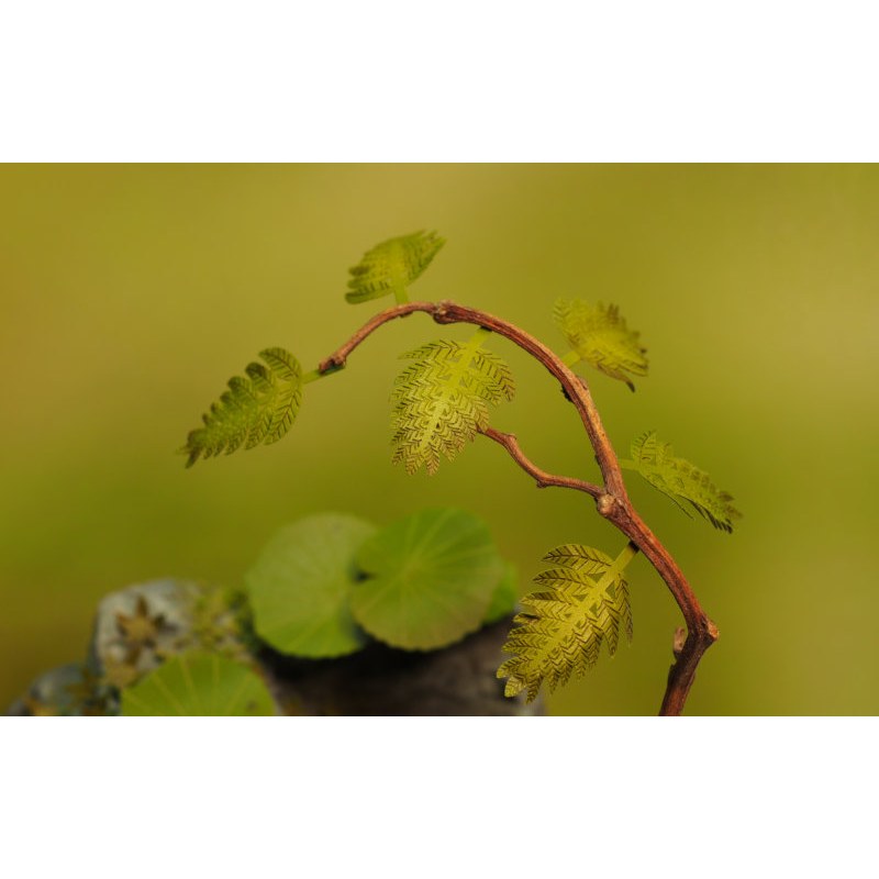 Matho Models Jungle Plants C 1/35 35079 additional image 5